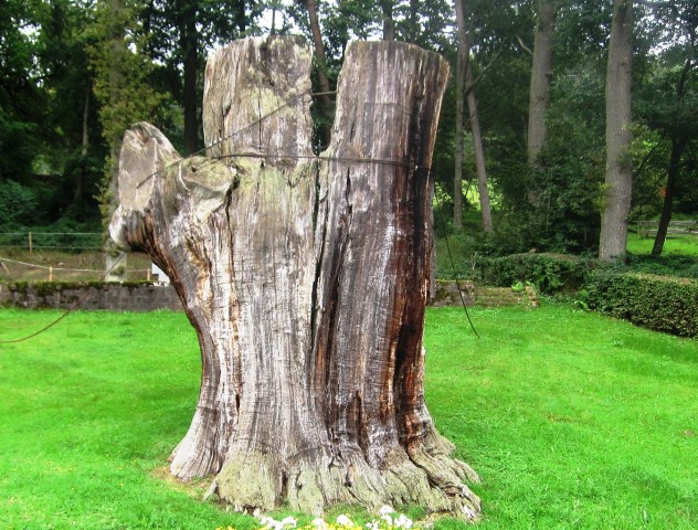 Baum